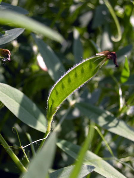 Vicia bithynica